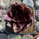 Echeveria 'Kauai' 2" Succulent Plant Cutting