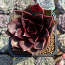 Echeveria 'Kauai' 2" Succulent Plant Cutting