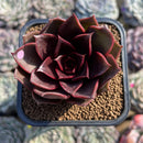 Echeveria 'Kauai' 2" Succulent Plant Cutting