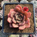 Echeveria 'Maroon Peak' 2" Succulent Plant Cutting