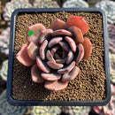 Echeveria 'Maroon Peak' 2" Succulent Plant Cutting