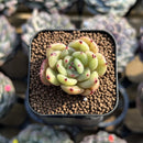 Echeveria 'Monro Chanel' 1" Succulent Plant Cutting