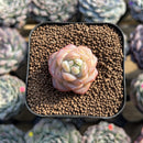 Echeveria 'Star Jelly' 1" Succulent Plant Cutting