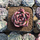 Echeveria 'Flora' 1" Succulent Plant Cutting