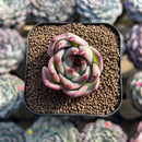 Echeveria 'Flora' 1" Succulent Plant Cutting