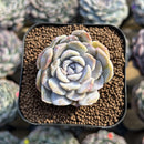 Echeveria 'Tiny Burger' 1" Succulent Plant Cutting