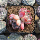 Echeveria 'Starmark' 1" Succulent Plant Cutting