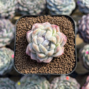 Echeveria sp. Bifurcated 1" Succulent Plant Cutting