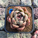 Echeveria 'Eos' 2" Succulent Plant Cutting