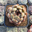 Echeveria 'Eos' 2" Succulent Plant Cutting