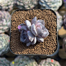 Echeveria 'Dark Opal' Original Form 1" Succulent Plant Cutting