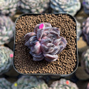 Echeveria 'Dark Opal' Original Form 1" Succulent Plant Cutting