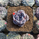 Echeveria 'Dark Opal' Original Form 1" Succulent Plant Cutting