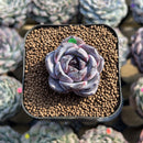 Echeveria 'Dark Opal' Original Form 1" Succulent Plant Cutting