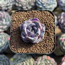 Echeveria 'Dark Opal' Original Form 1" Succulent Plant Cutting