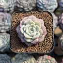 Echeveria sp. 1" Succulent Plant Cutting