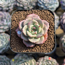 Echeveria sp. 1" Succulent Plant Cutting