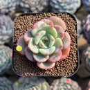 Echeveria sp. 1" Succulent Plant Cutting