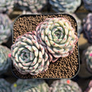 Echeveria 'Minima' Variegated 2" Succulent Plant Cutting