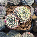 Echeveria 'Minima' Variegated 2" Succulent Plant Cutting