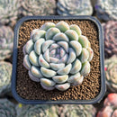Echeveria 'Narcissism' 2" Succulent Plant Cutting