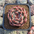 Echeveria 'Flora' 2" Succulent Plant Cutting