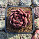Echeveria Agavoides 'Somonium' 2" Succulent Plant Cutting