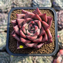 Echeveria Agavoides 'Somonium' 2" Succulent Plant Cutting