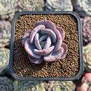 Graptoveria sp. 2" Succulent Plant Cutting