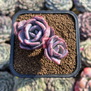 Graptoveria sp. 2" Succulent Plant Cutting