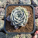 Echeveria sp. 1" Succulent Plant Cutting