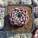 Echeveria 'Jackal' 2" Succulent Plant Cutting