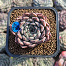 Echeveria 'Jackal' 2" Succulent Plant Cutting