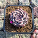 Echeveria 'Royal Star' 2" Succulent Plant Cutting