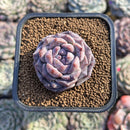 Echeveria 'Royal Star' 2" Succulent Plant Cutting