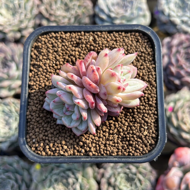 bright succulent plants Echeveria 'Shine Bright 2" Succulent Plant – True Succulents Plant Co