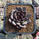 Echeveria 'Black Bear' 2" Succulent Plant Cutting