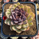 Echeveria 'Mirine' 4" Succulent Plant Cutting