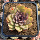 Echeveria 'Mirine' 4" Succulent Plant Cutting