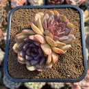 Echeveria 'Mirine' 4" Succulent Plant Cutting