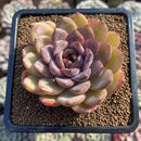 Echeveria 'Mirine' 4" Succulent Plant Cutting