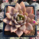 Echeveria 'German Champaign' 4" Succulent Plant Cutting