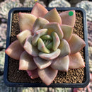 Echeveria 'German Champaign' 4" Succulent Plant Cutting