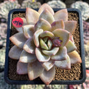 Echeveria 'German Champaign' 4" Succulent Plant Cutting