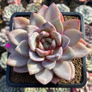 Echeveria 'German Champaign' 4" Succulent Plant Cutting