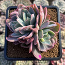 Echeveria 'Luella' Variegated 4" Succulent Plant Cutting