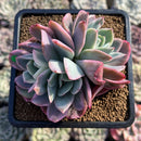 Echeveria 'Luella' Variegated 4" Succulent Plant Cutting
