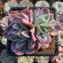 Echeveria 'Luella' Variegated 4" Succulent Plant Cutting