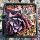 Echeveria 'Luella' Variegated 4" Succulent Plant Cutting
