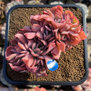 Echeveria 'Luella' Crested 4" Large Cluster Succulent Plant Cutting